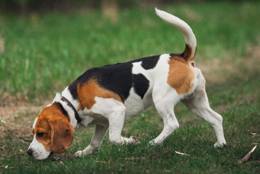 welcoming a Beagle pup