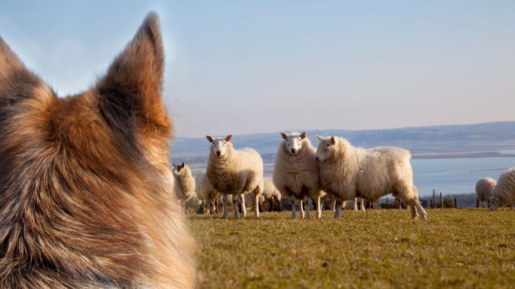 Himalayan sheep dog herding