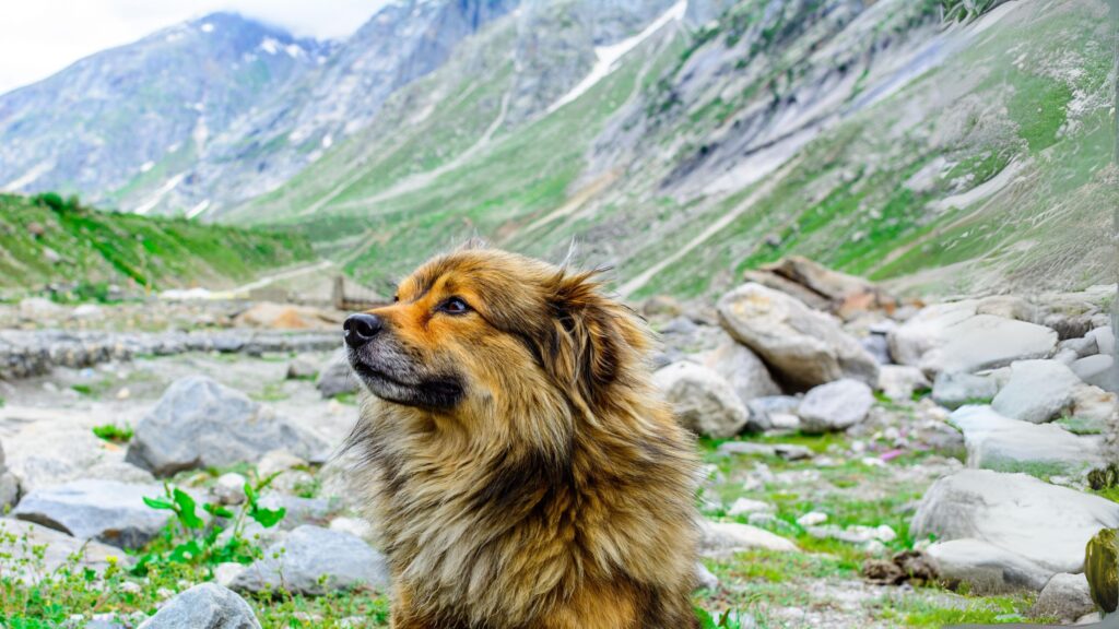 training and exercises for Himalayan Sheep dog