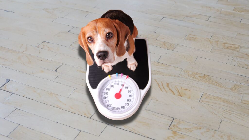 healthy beagle