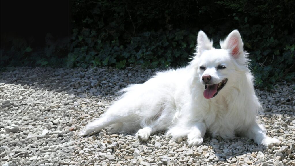 Desi kutta and Indian Spitz mix