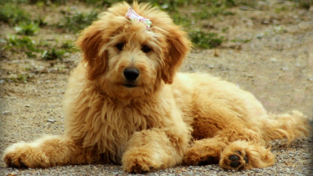 Goldendoodle