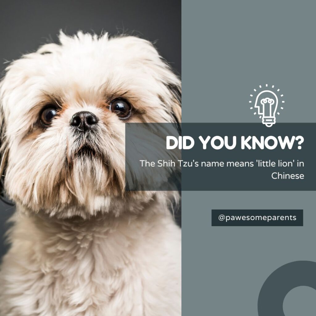 Shih tzu fact