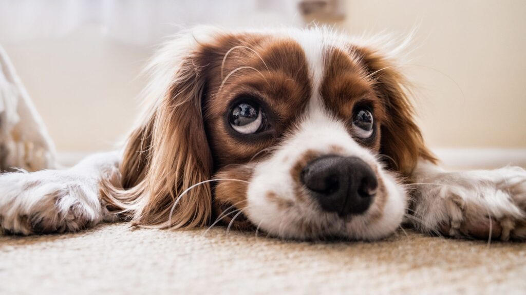 Dog Breeds Suited for Apartments