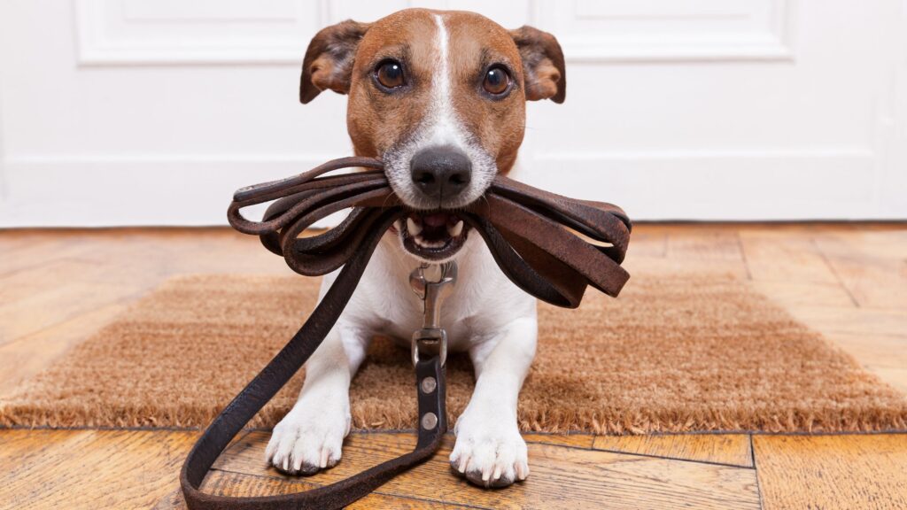 best dog collars and leashes