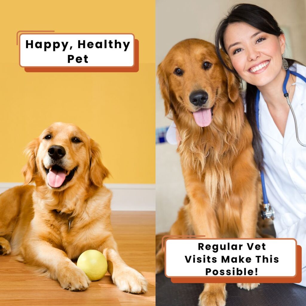 healthy pet
