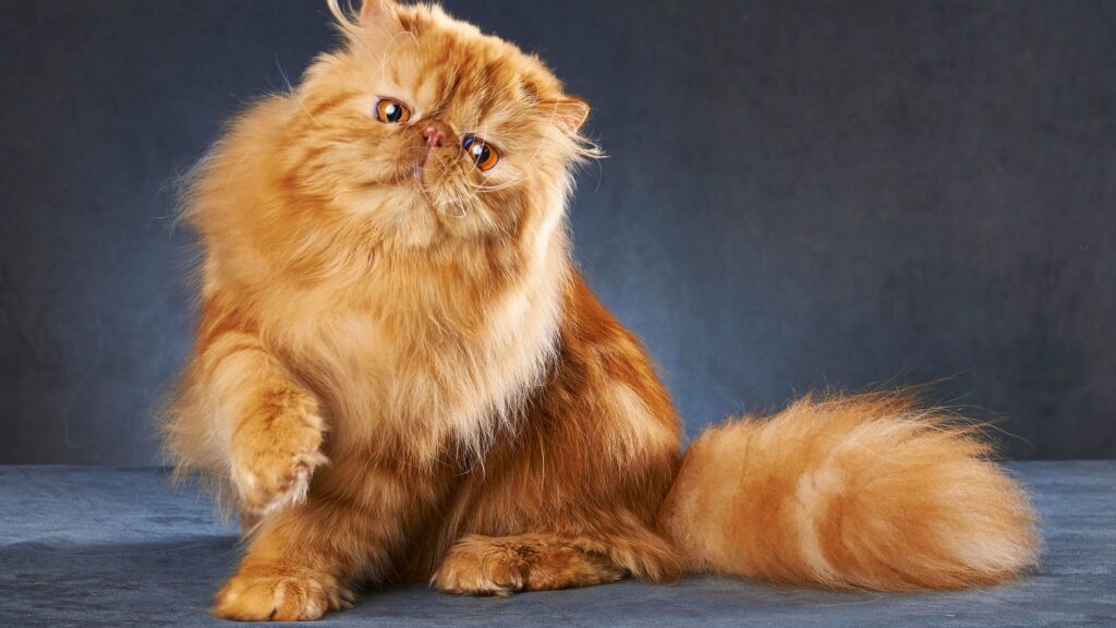 persian cat