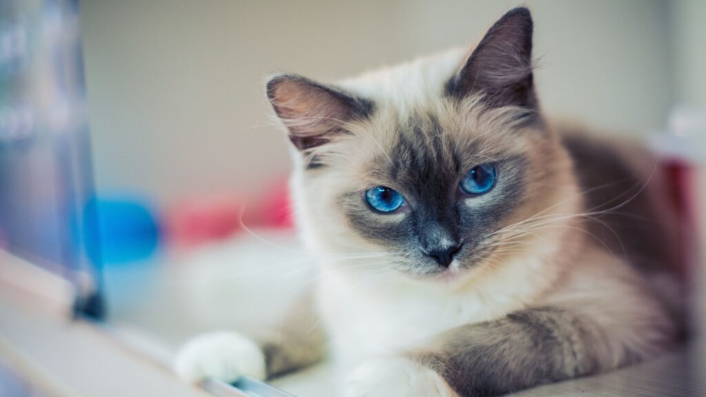 ragdoll cat