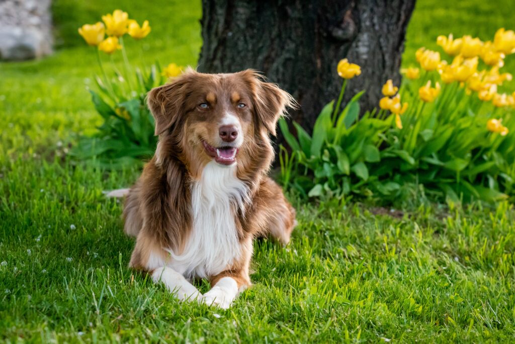 australian shepherd