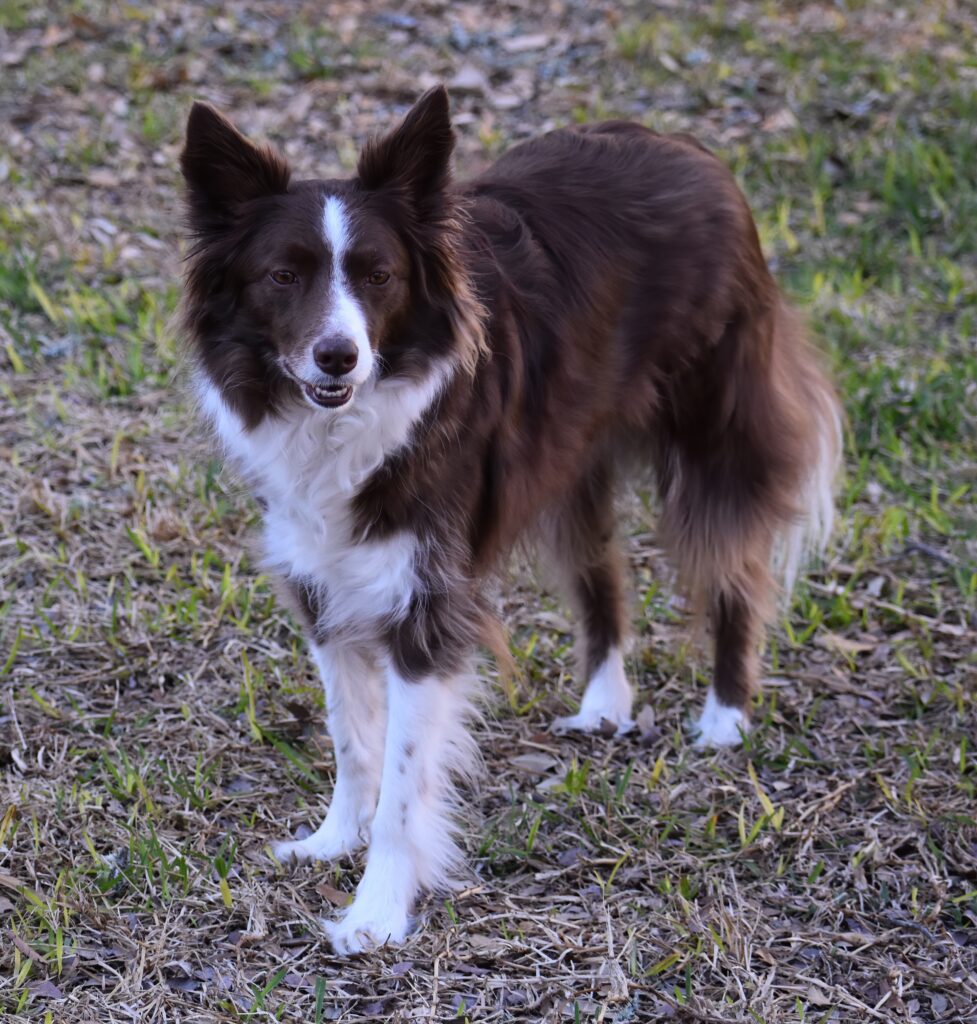 border collie
