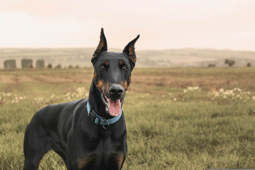 doberman pinscher