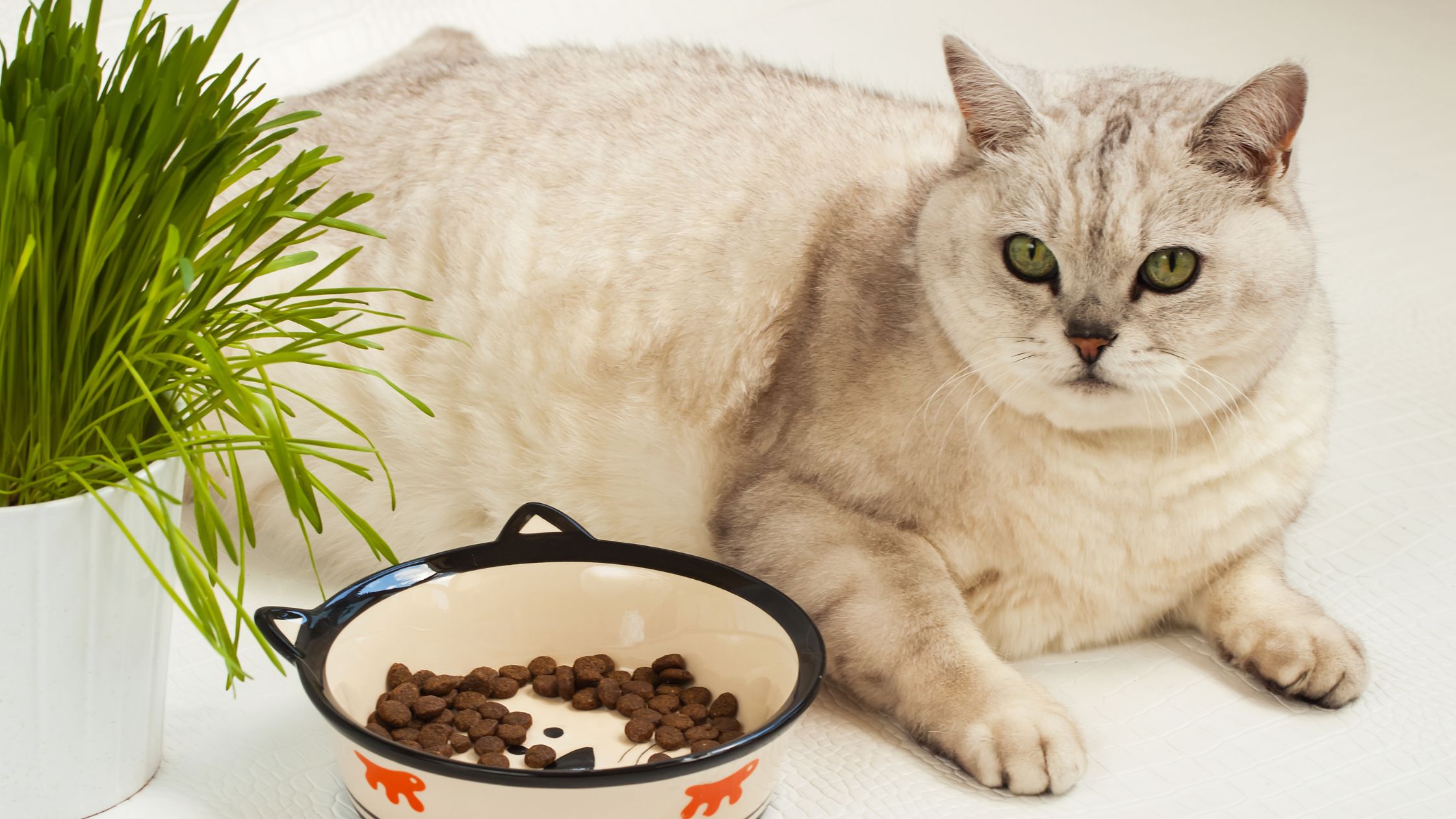 View of Feline Obesity: Causes, Prevention, and Treatment