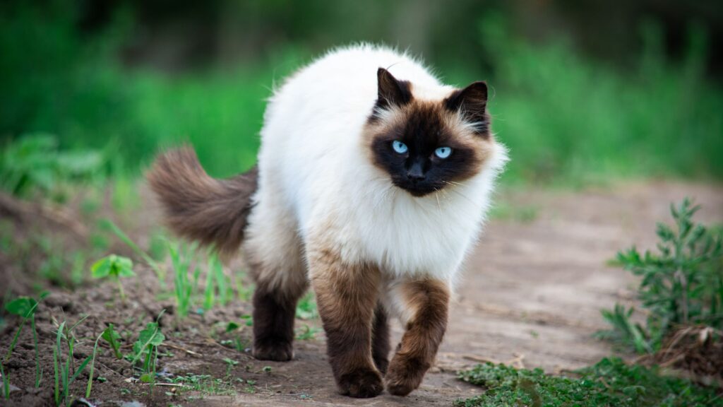 Himalayan Cat 