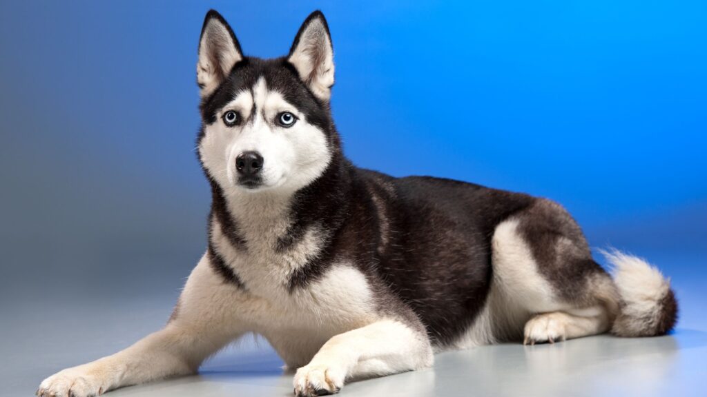 Grooming Tips for Huskies