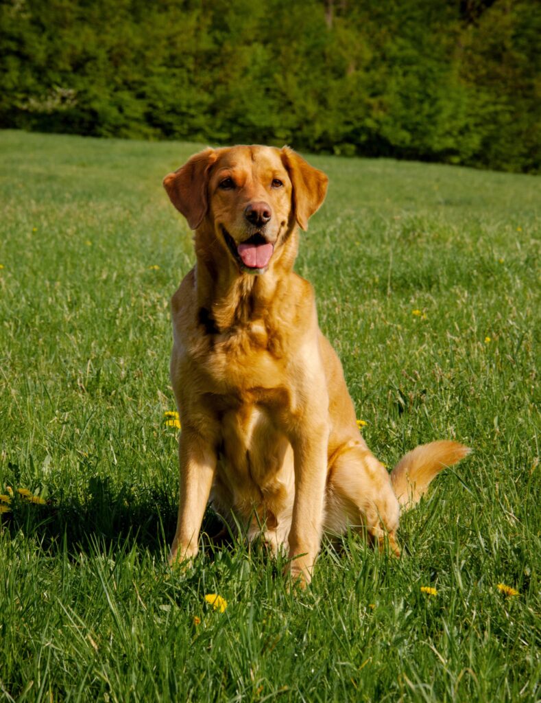 labrador retriever