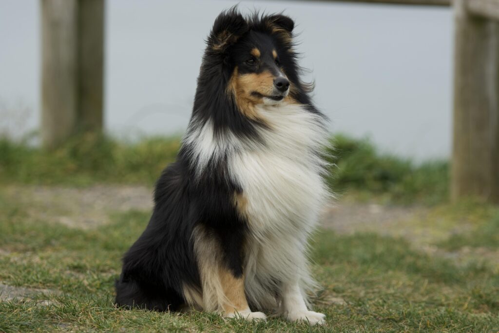 shetland sheepdog