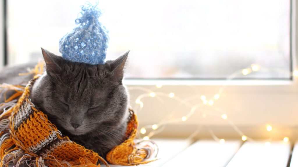 winter care cat