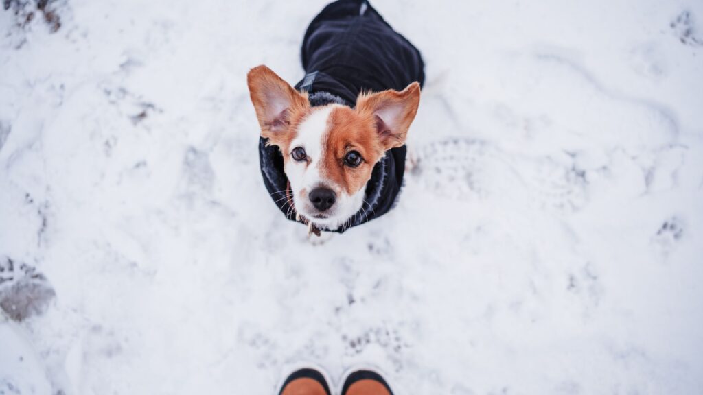 Winter Care Tips for Pets